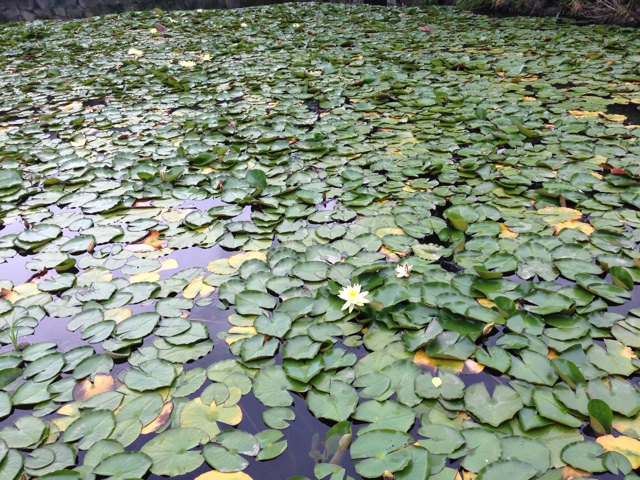 f:id:uguisu79:20140526213734j:plain f:id:uguisu79:20140526213734j:plain