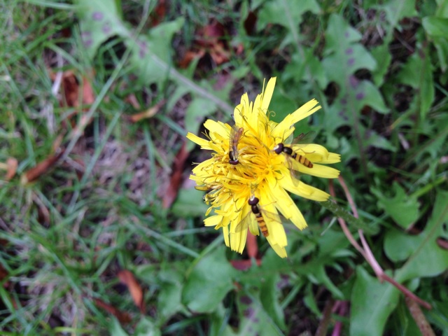 f:id:uguisu79:20140526214457j:plain f:id:uguisu79:20140526214457j:plain