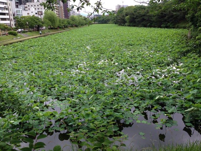 f:id:uguisu79:20140526222843j:plain f:id:uguisu79:20140526222843j:plain