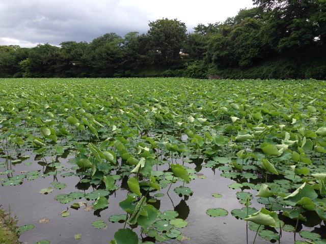 f:id:uguisu79:20140527221524j:plain f:id:uguisu79:20140527221524j:plain
