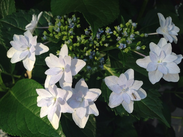 f:id:uguisu79:20140530231626j:plain f:id:uguisu79:20140530231626j:plain