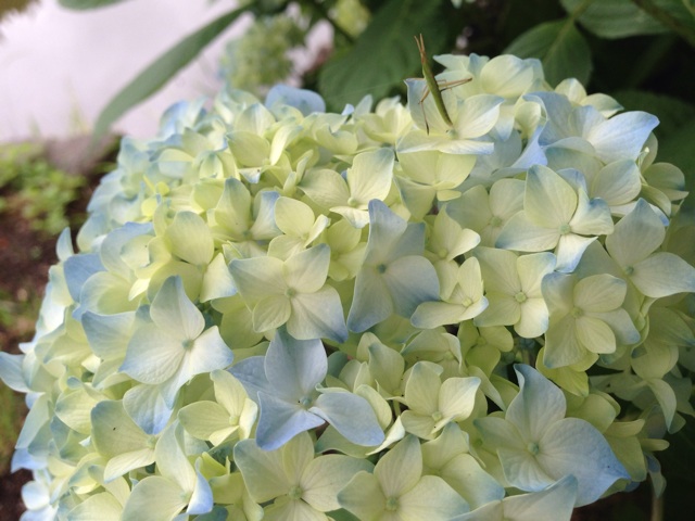 f:id:uguisu79:20140530232346j:plain f:id:uguisu79:20140530232346j:plain