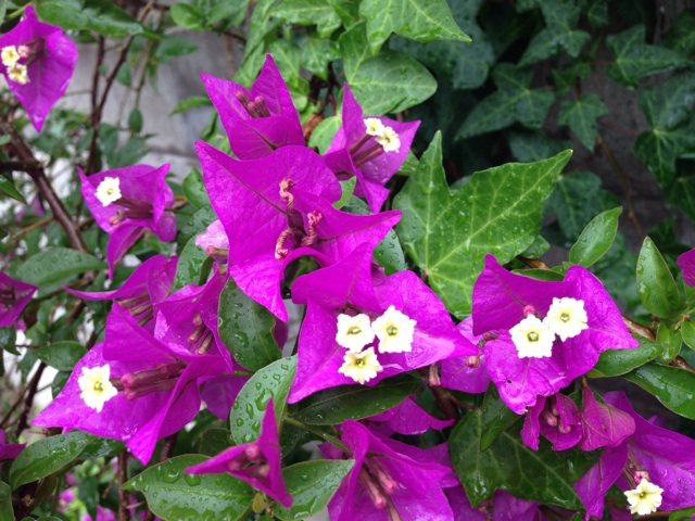 f:id:uguisu79:20140602214718j:plain f:id:uguisu79:20140602214718j:plain