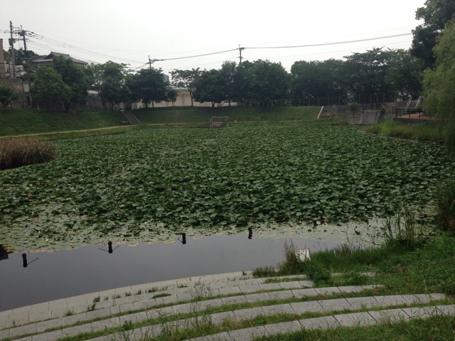 f:id:uguisu79:20140610183253j:plain f:id:uguisu79:20140610183253j:plain
