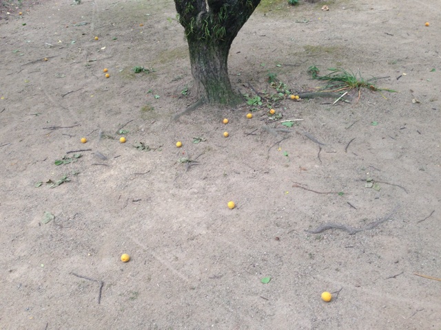 f:id:uguisu79:20140610190751j:plain f:id:uguisu79:20140610190751j:plain