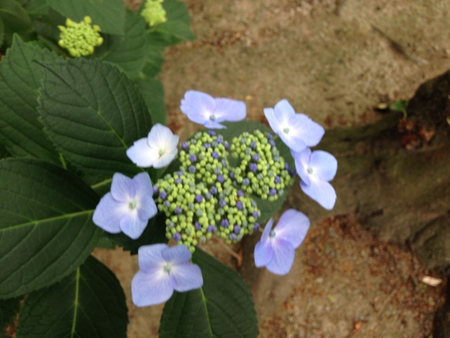 f:id:uguisu79:20140615112214j:plain f:id:uguisu79:20140615112214j:plain