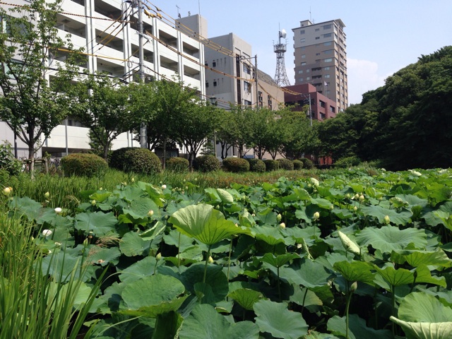 f:id:uguisu79:20140701152626j:plain f:id:uguisu79:20140701152626j:plain