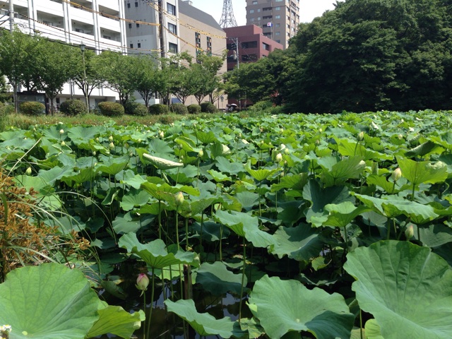 f:id:uguisu79:20140701152648j:plain f:id:uguisu79:20140701152648j:plain