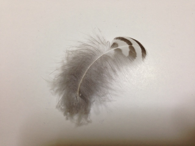 f:id:uguisu79:20140821211705j:plain f:id:uguisu79:20140821211705j:plain