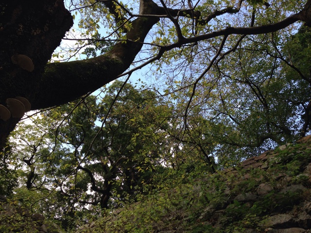 f:id:uguisu79:20141014232641j:plain f:id:uguisu79:20141014232641j:plain