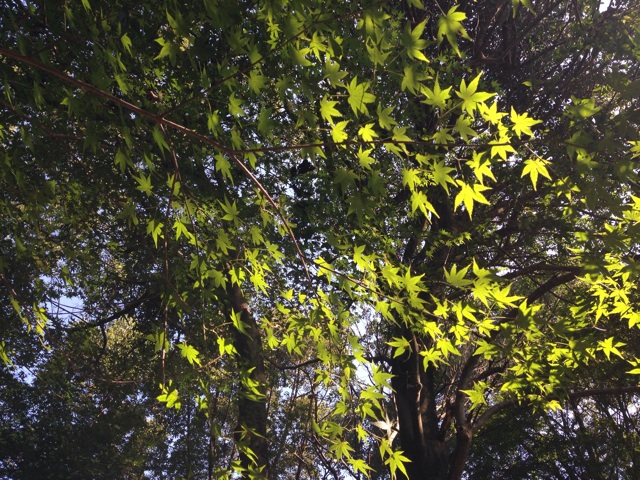 f:id:uguisu79:20141024200939j:plain f:id:uguisu79:20141024200939j:plain