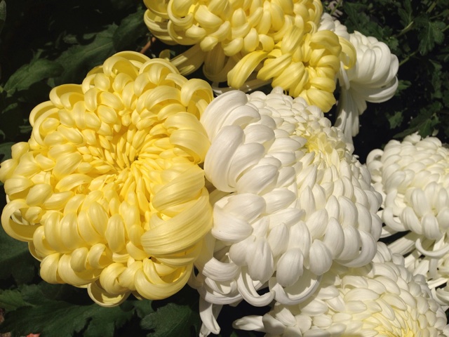 f:id:uguisu79:20141029013128j:plain f:id:uguisu79:20141029013128j:plain