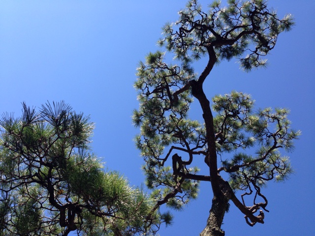 f:id:uguisu79:20141105194248j:plain f:id:uguisu79:20141105194248j:plain