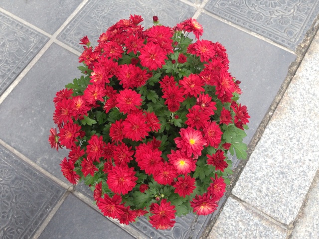 f:id:uguisu79:20141108001438j:plain f:id:uguisu79:20141108001438j:plain