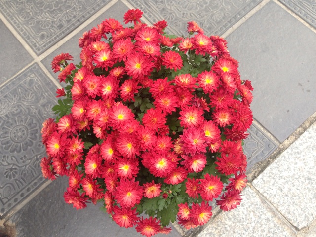 f:id:uguisu79:20141114224729j:plain f:id:uguisu79:20141114224729j:plain