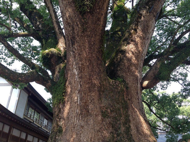 f:id:uguisu79:20141223010000j:plain f:id:uguisu79:20141223010000j:plain