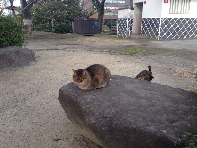 f:id:uguisu79:20150122231355j:plain f:id:uguisu79:20150122231355j:plain