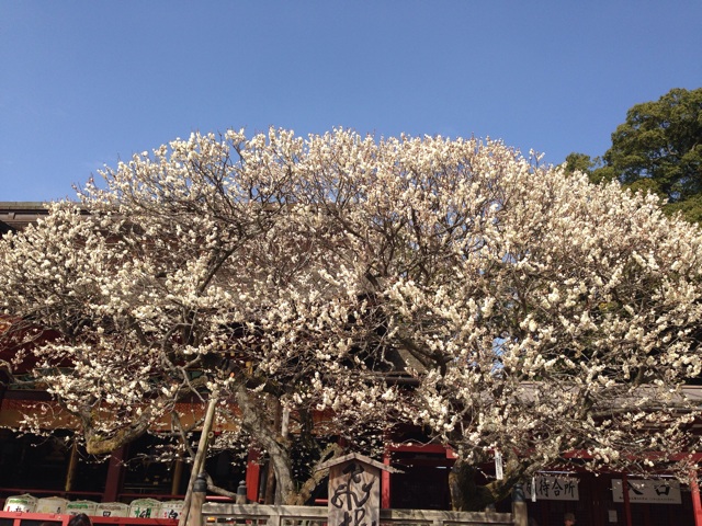 f:id:uguisu79:20150224234835j:plain f:id:uguisu79:20150224234835j:plain