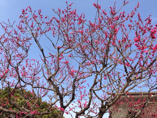 f:id:uguisu79:20150224235401j:plain f:id:uguisu79:20150224235401j:plain