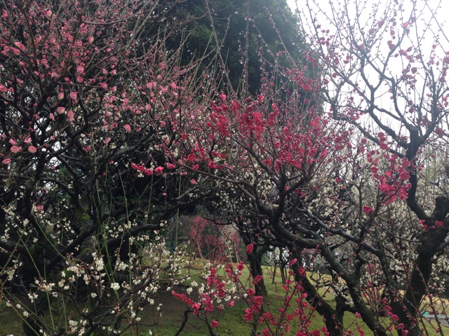 f:id:uguisu79:20150303010939j:plain f:id:uguisu79:20150303010939j:plain