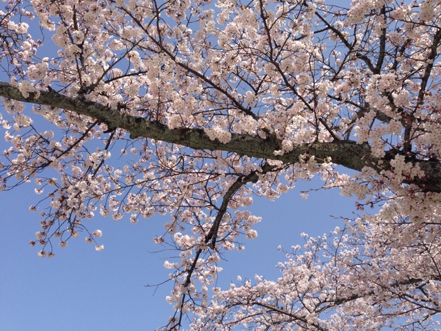 f:id:uguisu79:20150330235214j:plain f:id:uguisu79:20150330235214j:plain