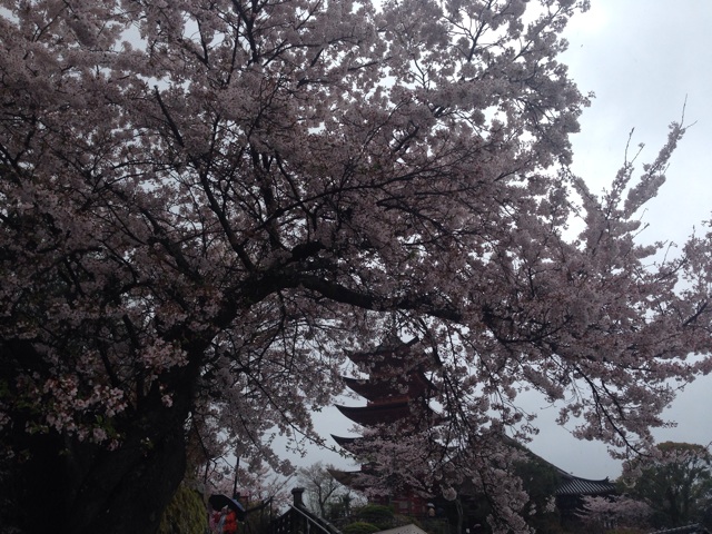 f:id:uguisu79:20150403141229j:plain f:id:uguisu79:20150403141229j:plain