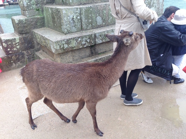 f:id:uguisu79:20150403141322j:plain f:id:uguisu79:20150403141322j:plain