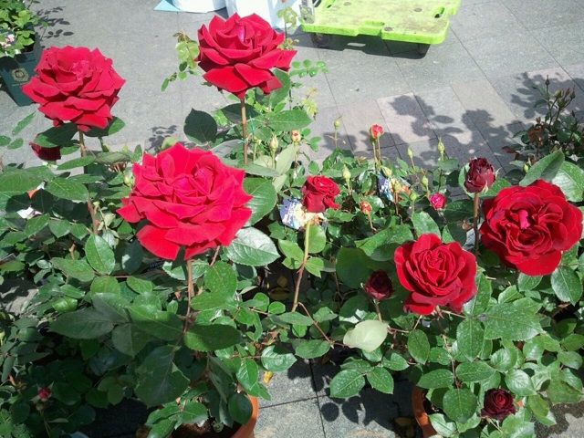 f:id:uguisu79:20150419224236j:plain f:id:uguisu79:20150419224236j:plain