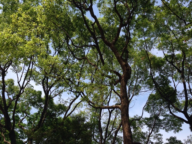 f:id:uguisu79:20150517233814j:plain f:id:uguisu79:20150517233814j:plain