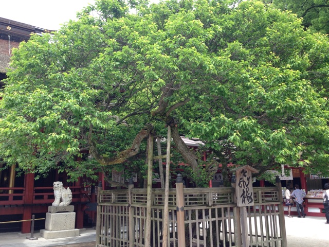 f:id:uguisu79:20150523195012j:plain f:id:uguisu79:20150523195012j:plain