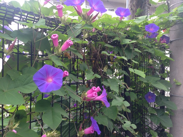 f:id:uguisu79:20150623225324j:plain f:id:uguisu79:20150623225324j:plain