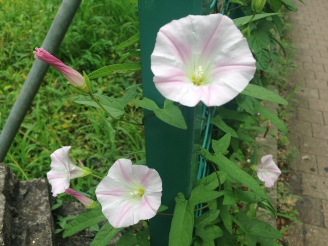f:id:uguisu79:20150623234034j:plain f:id:uguisu79:20150623234034j:plain