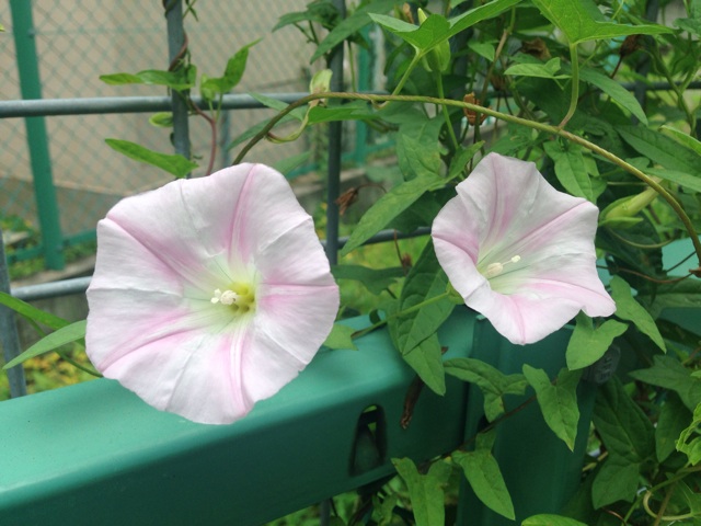 f:id:uguisu79:20150705200114j:plain f:id:uguisu79:20150705200114j:plain