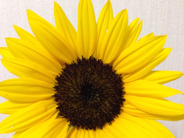 f:id:uguisu79:20150719022946j:plain f:id:uguisu79:20150719022946j:plain