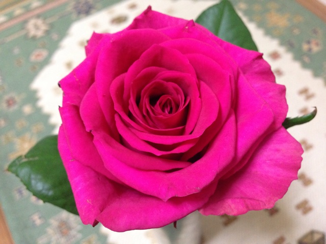 f:id:uguisu79:20150719023015j:plain f:id:uguisu79:20150719023015j:plain