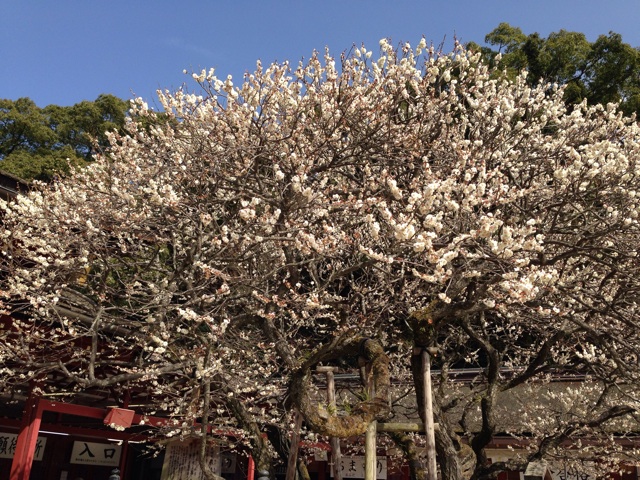 f:id:uguisu79:20150731093407j:plain f:id:uguisu79:20150731093407j:plain