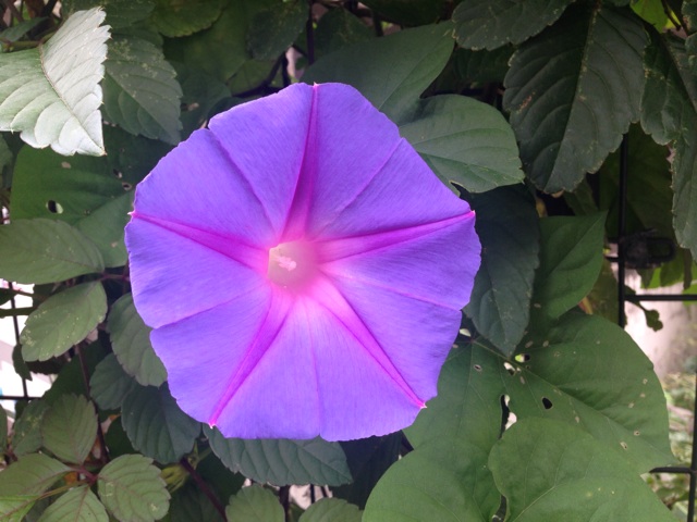 f:id:uguisu79:20150824024917j:plain f:id:uguisu79:20150824024917j:plain