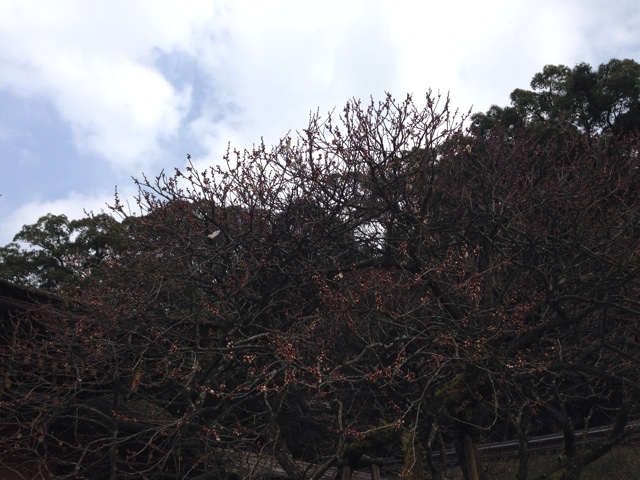 f:id:uguisu79:20160204002922j:plain f:id:uguisu79:20160204002922j:plain