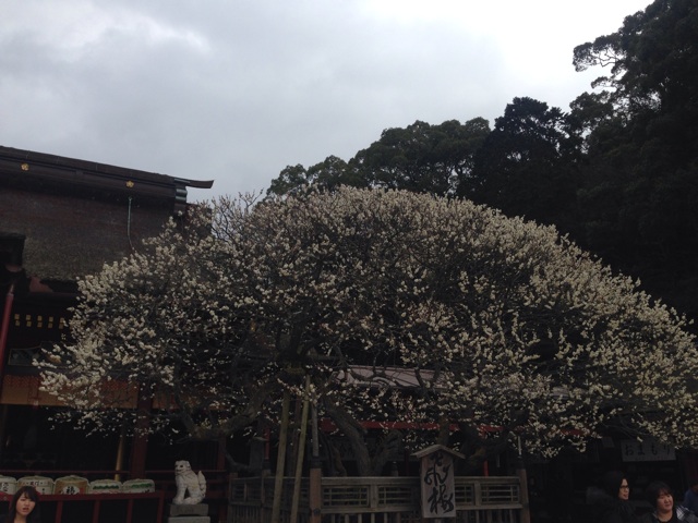 f:id:uguisu79:20160216225003j:plain f:id:uguisu79:20160216225003j:plain