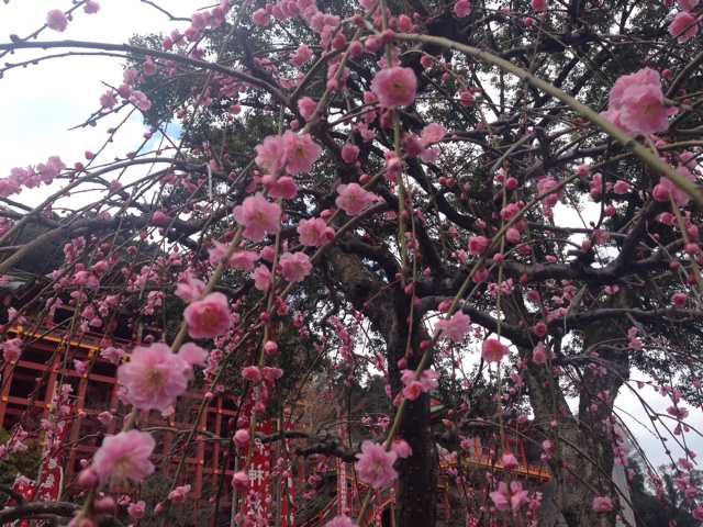 f:id:uguisu79:20160303215041j:plain f:id:uguisu79:20160303215041j:plain