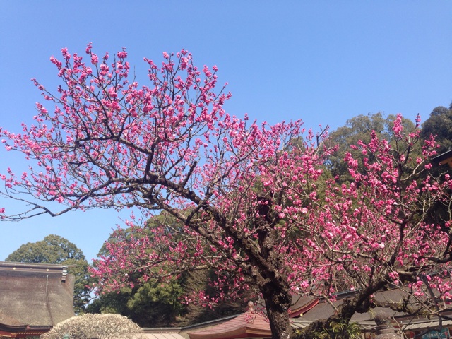 f:id:uguisu79:20160303215630j:plain f:id:uguisu79:20160303215630j:plain