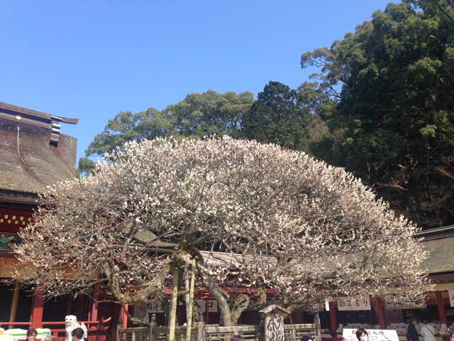 f:id:uguisu79:20160303215717j:plain f:id:uguisu79:20160303215717j:plain