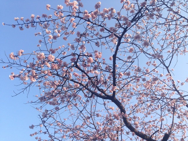 f:id:uguisu79:20160327195946j:plain f:id:uguisu79:20160327195946j:plain
