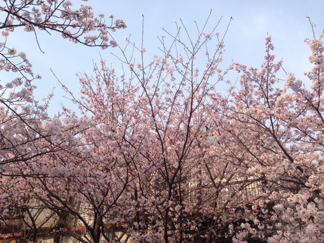 f:id:uguisu79:20160403140142j:plain f:id:uguisu79:20160403140142j:plain