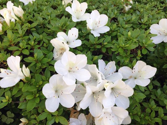 f:id:uguisu79:20160603231059j:plain f:id:uguisu79:20160603231059j:plain
