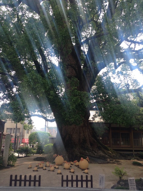 f:id:uguisu79:20160612235158j:plain f:id:uguisu79:20160612235158j:plain