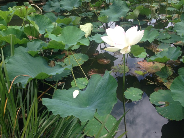 f:id:uguisu79:20160703224123j:plain f:id:uguisu79:20160703224123j:plain