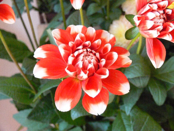 f:id:uguisu79:20160704001650j:plain f:id:uguisu79:20160704001650j:plain