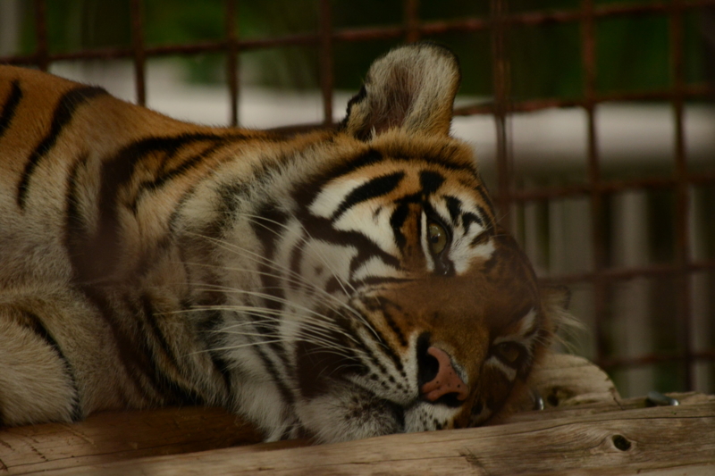 f:id:uhi69:20150621184009j:plain