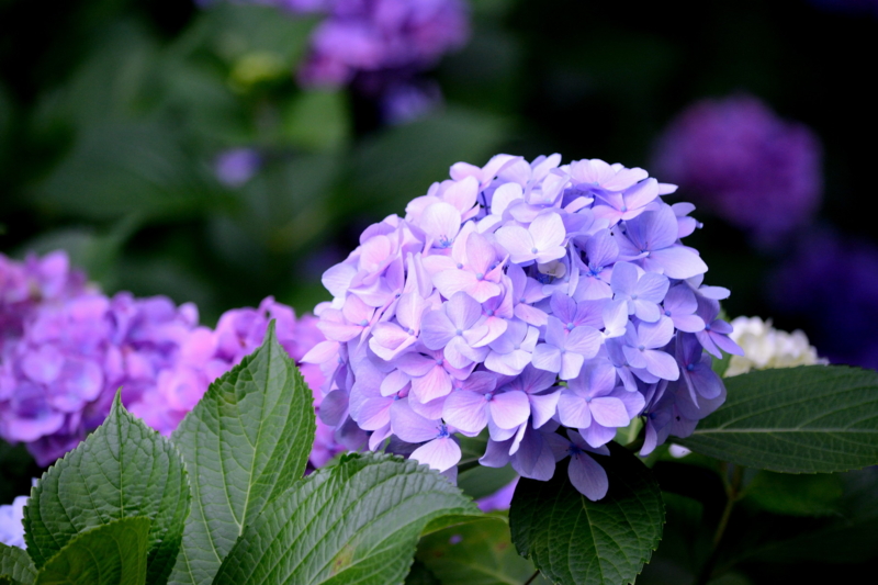 f:id:uhi69:20150621184012j:plain